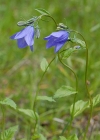 Einzelbild 8 Rautenblättrige Glockenblume - Campanula rhomboidalis