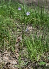 Einzelbild 4 Gewöhnliche Wiesen-Glockenblume - Campanula patula subsp. patula