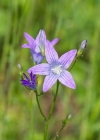 Einzelbild 5 Gewöhnliche Wiesen-Glockenblume - Campanula patula subsp. patula