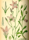 Einzelbild 7 Gewöhnliche Wiesen-Glockenblume - Campanula patula subsp. patula