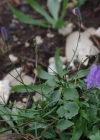 Einzelbild 5 Rundblättrige Glockenblume - Campanula rotundifolia