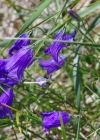 Einzelbild 6 Rundblättrige Glockenblume - Campanula rotundifolia