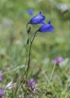 Einzelbild 4 Scheuchzers Glockenblume - Campanula scheuchzeri