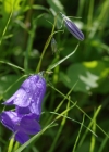 Einzelbild 5 Scheuchzers Glockenblume - Campanula scheuchzeri