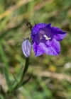 Einzelbild 6 Scheuchzers Glockenblume - Campanula scheuchzeri