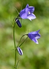 Einzelbild 7 Scheuchzers Glockenblume - Campanula scheuchzeri