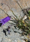 Einzelbild 5 Ausgeschnittene Glockenblume - Campanula excisa