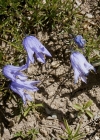Einzelbild 7 Ausgeschnittene Glockenblume - Campanula excisa