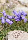 Einzelbild 8 Ausgeschnittene Glockenblume - Campanula excisa