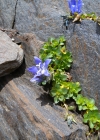 Einzelbild 5 Mont Cenis-Glockenblume - Campanula cenisia