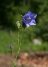 Einzelbild 8 Pfirsichblättrige Glockenblume - Campanula persicifolia