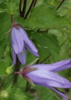 Einzelbild 6 Nesselblättrige Glockenblume - Campanula trachelium