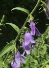 Einzelbild 1 Acker-Glockenblume - Campanula rapunculoides