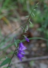 Einzelbild 5 Acker-Glockenblume - Campanula rapunculoides