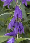 Einzelbild 5 Breitblättrige Glockenblume - Campanula latifolia