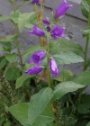 Einzelbild 8 Breitblättrige Glockenblume - Campanula latifolia