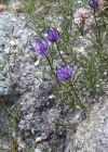 Einzelbild 5 Halbkugelige Rapunzel - Phyteuma hemisphaericum