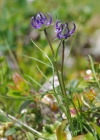 Einzelbild 6 Halbkugelige Rapunzel - Phyteuma hemisphaericum