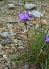 Einzelbild 8 Halbkugelige Rapunzel - Phyteuma hemisphaericum