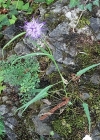 Einzelbild 7 Scheuchzers Rapunzel - Phyteuma scheuchzeri