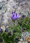 Einzelbild 5 Kugelblumen-Rapunzel - Phyteuma globulariifolium
