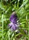 Einzelbild 6 Betonienblättrige Rapunzel - Phyteuma betonicifolium