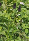 Einzelbild 8 Hallers Rapunzel - Phyteuma ovatum