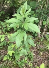 Einzelbild 5 Wasserdost - Eupatorium cannabinum