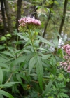 Einzelbild 6 Wasserdost - Eupatorium cannabinum