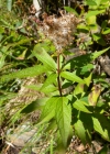 Einzelbild 7 Wasserdost - Eupatorium cannabinum