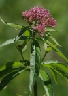 Einzelbild 8 Wasserdost - Eupatorium cannabinum