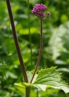 Einzelbild 6 Grauer Alpendost - Adenostyles alliariae