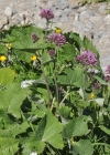 Einzelbild 7 Grauer Alpendost - Adenostyles alliariae