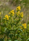 Einzelbild 6 Echte Goldrute - Solidago virgaurea