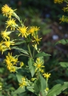 Einzelbild 7 Echte Goldrute - Solidago virgaurea