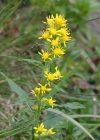 Einzelbild 8 Echte Goldrute - Solidago virgaurea