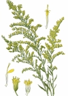Einzelbild 7 Kanadische Goldrute - Solidago canadensis