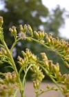 Einzelbild 8 Kanadische Goldrute - Solidago canadensis