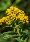 Einzelbild 8 Spätblühende Goldrute - Solidago gigantea