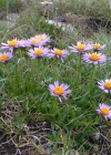 Einzelbild 5 Alpen-Aster - Aster alpinus