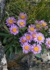Einzelbild 6 Alpen-Aster - Aster alpinus