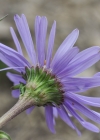 Einzelbild 7 Alpen-Aster - Aster alpinus
