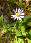 Einzelbild 5 Berg-Aster - Aster amellus