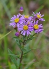 Einzelbild 7 Berg-Aster - Aster amellus