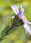 Einzelbild 8 Berg-Aster - Aster amellus