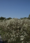 Einzelbild 5 Einjähriges Berufkraut - Erigeron annuus