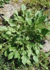Einzelbild 6 Einjähriges Berufkraut - Erigeron annuus