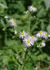 Einzelbild 7 Einjähriges Berufkraut - Erigeron annuus