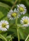 Einzelbild 8 Einjähriges Berufkraut - Erigeron annuus