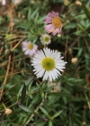 Einzelbild 5 Karvinskis Berufkraut - Erigeron karvinskianus